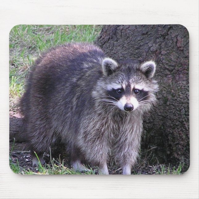 Rocky the Racoon Mouse Mat (Front)