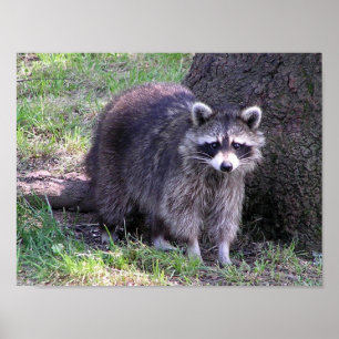 Rocky the Racoon Poster