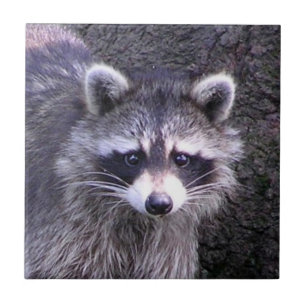 Rocky the Racoon Tile