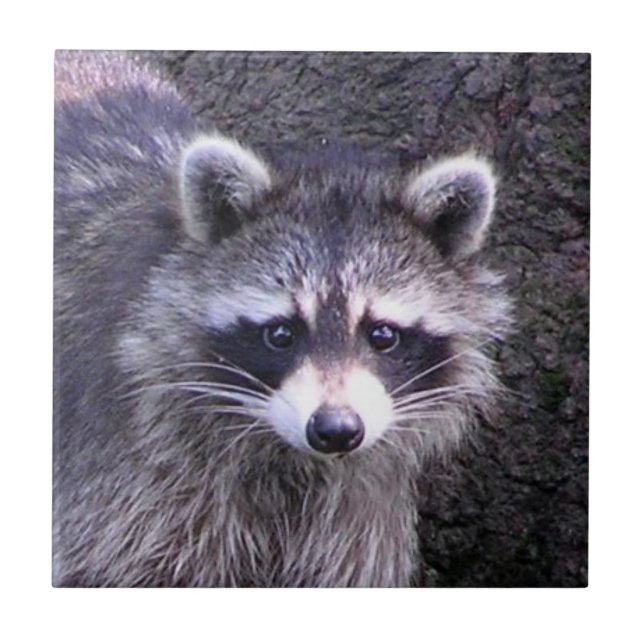 Rocky the Racoon Tile (Front)