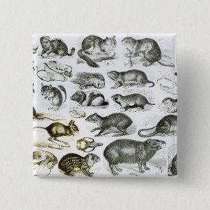 Rodentia-Rodents or Gnawing Animals 15 Cm Square Badge