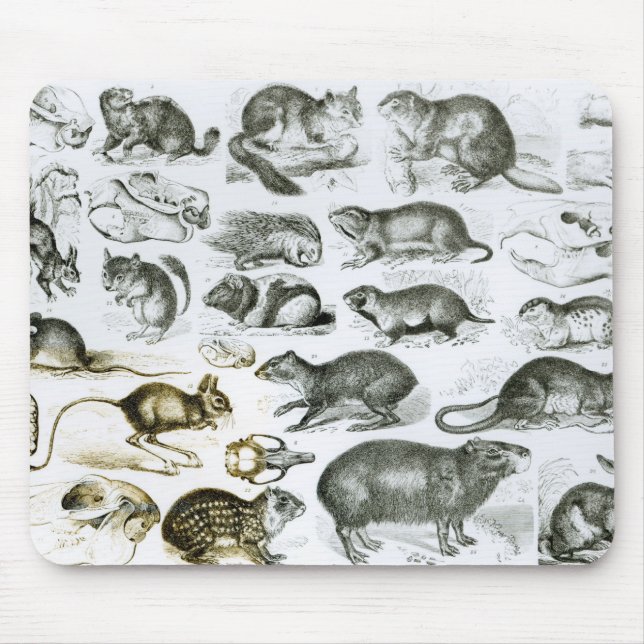 Rodentia-Rodents or Gnawing Animals Mouse Mat (Front)