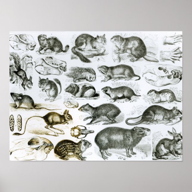Rodentia-Rodents or Gnawing Animals Poster (Front)