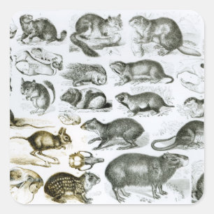 Rodentia-Rodents or Gnawing Animals Square Sticker