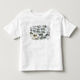 Rodentia-Rodents or Gnawing Animals Toddler T-Shirt