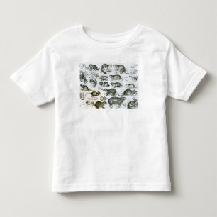 Rodentia-Rodents or Gnawing Animals Toddler T-Shirt