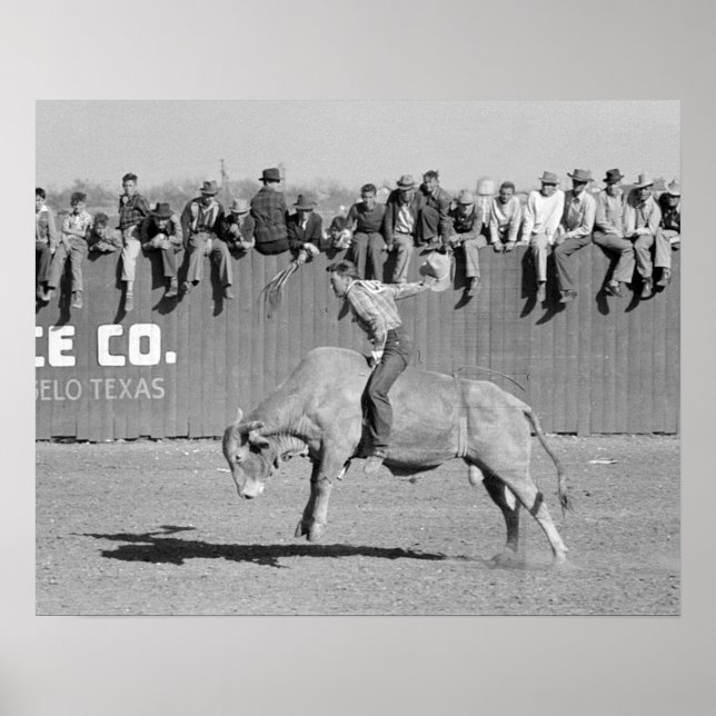 Rodeo Bull Rider, 1940. Vintage Photo Poster (Front)