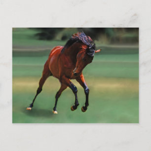 Rodeo horse for the cowboy postcard