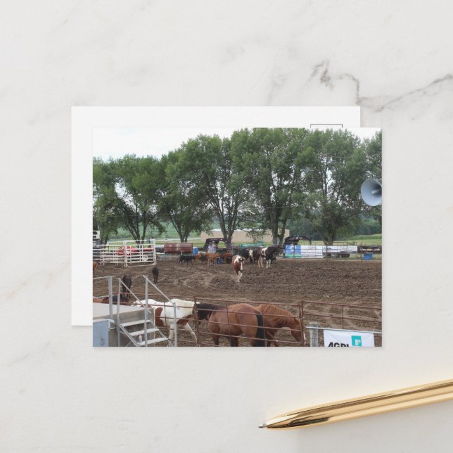 Rodeo Horses and Bulls Postcard (Front/Back In Situ)