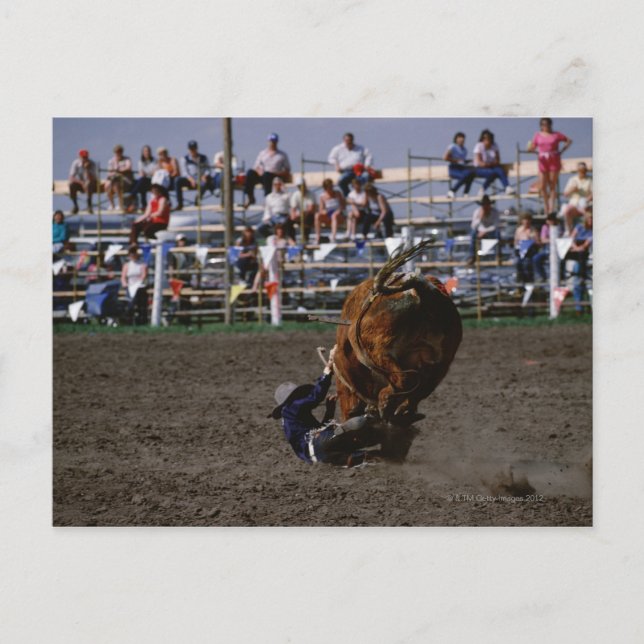 Rodeo rider falling from bull postcard (Front)