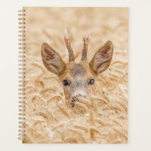 Roe Buck in Golden Wheat Wildlife