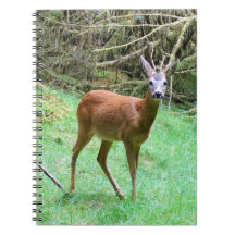 Roe Deer Buck in Woodland Nature Notebook Wildlife