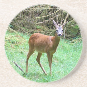 Roe Deer Buck Natural Habitat Wildlife Sandstone Coaster