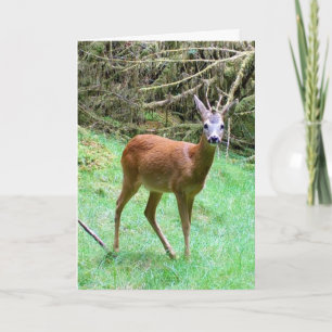 Roe Deer Buck Posing Card – Wildlife Roe Deer