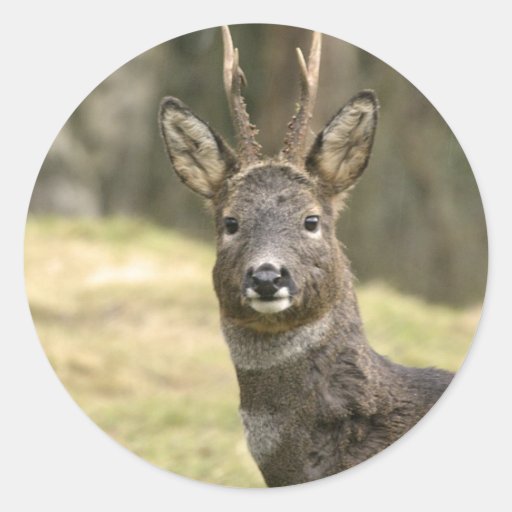 Image of Roe Deer Buck Stickers
