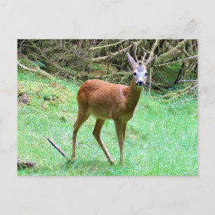 Roe Deer Stag Posing Holiday Postcard