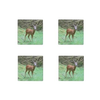 Roe Deer Stag Posing