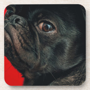 rojo dog coaster