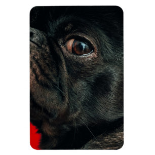 rojo dog magnet