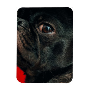 rojo dog magnet