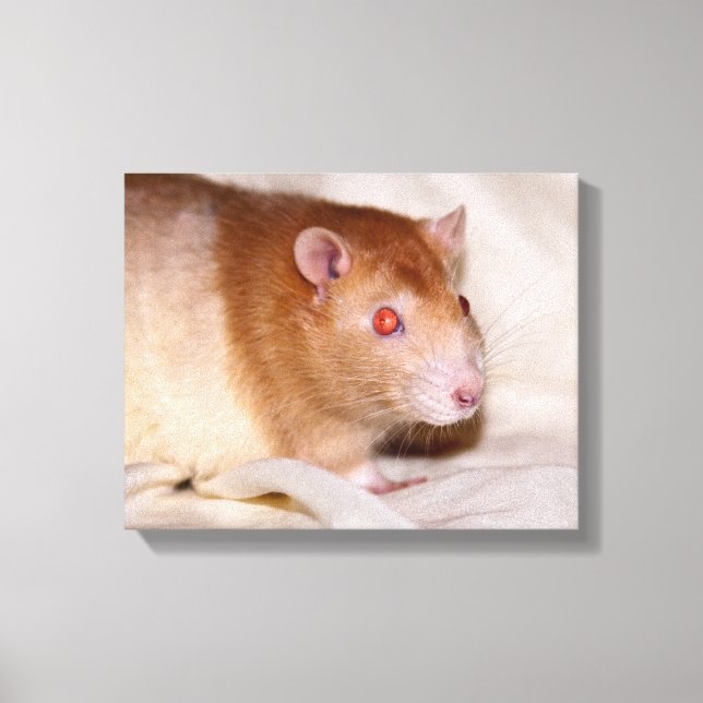 Rolando Wrapped Canvas (Front)