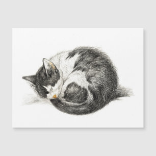 Rolled up lying sleeping cat (1825)