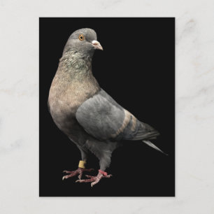Roller Pigeon Postcard