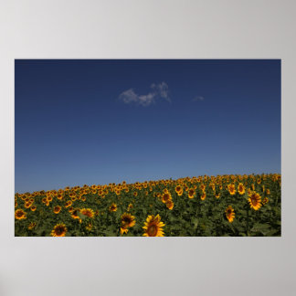 Rolling flowers poster