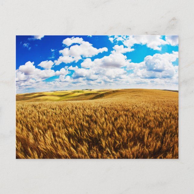 Rolling hills of ripe wheat postcard (Front)