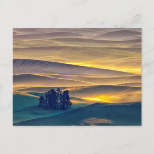 Rolling Hills of Wheat at Sunrise   WA Postcard