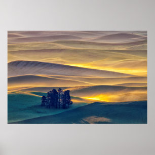Rolling Hills of Wheat at Sunrise   WA Poster