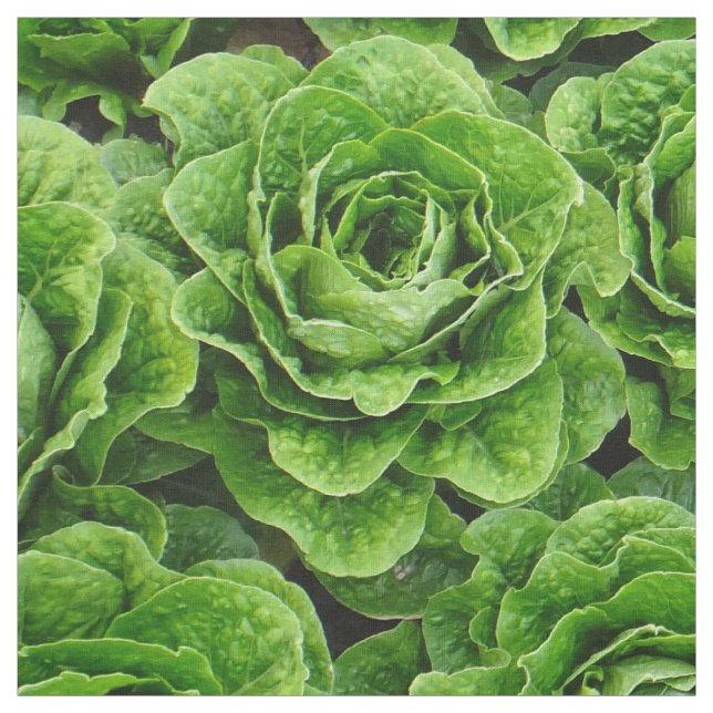 Romaine lettuce field photo fabric (Swatch)