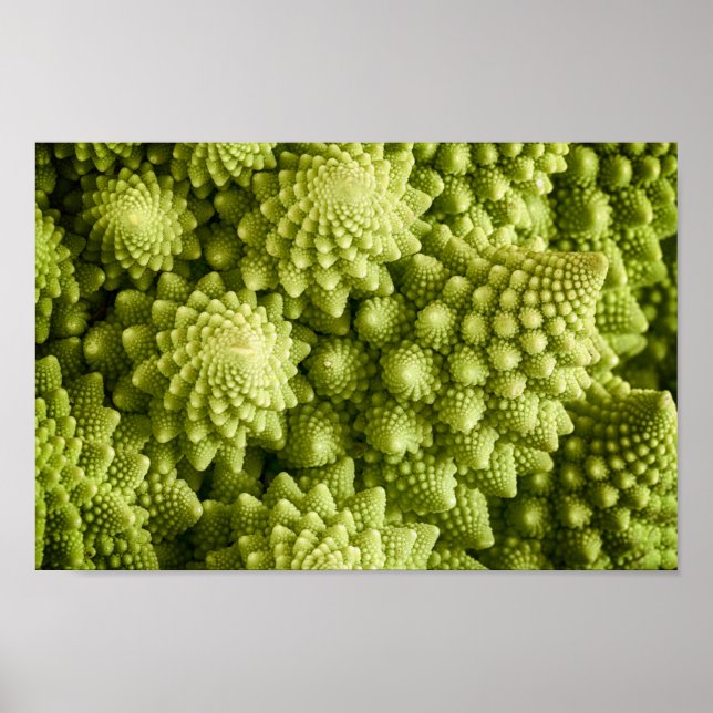 Romanesco broccoli vegetable close up poster (Front)