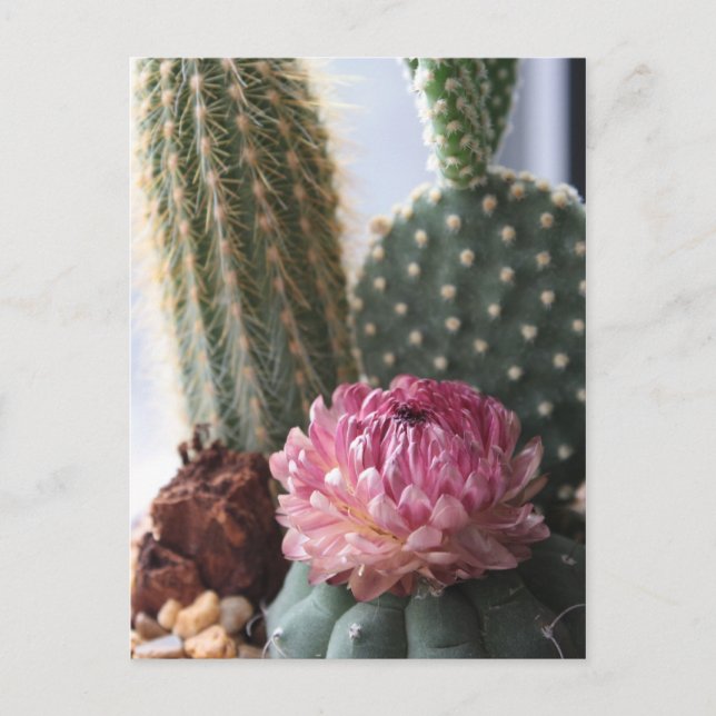 Romans 8:37 Cactus Postcard (Front)
