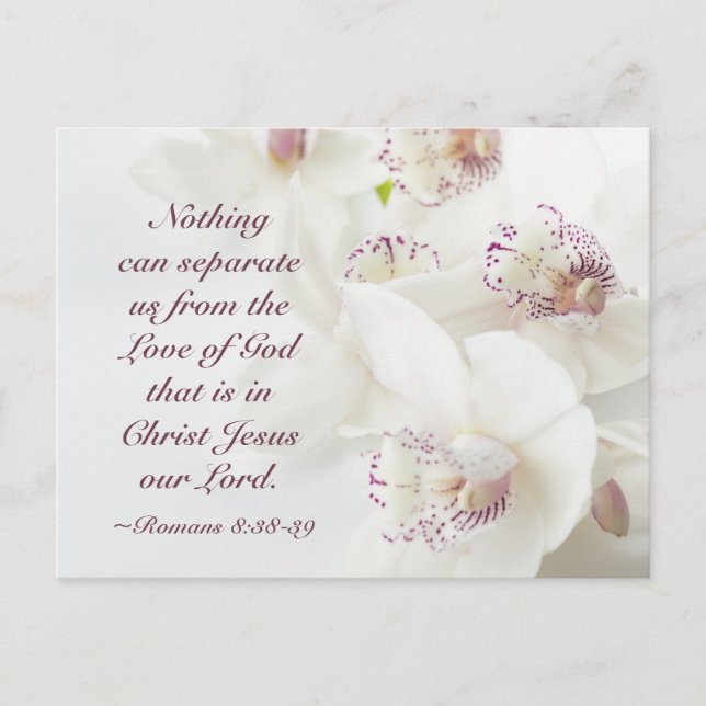 Romans 8:39 Love of God Bible White Orchids Postcard (Front)