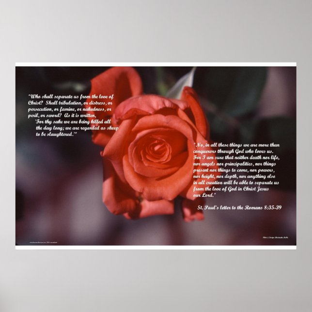 Romans 8 Rose Poster (Front)