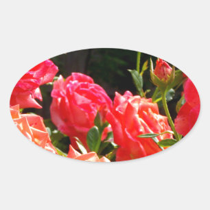 Romantic Coral roses Oval Sticker