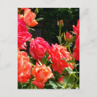 Romantic Coral roses