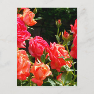 Romantic Coral roses Postcard
