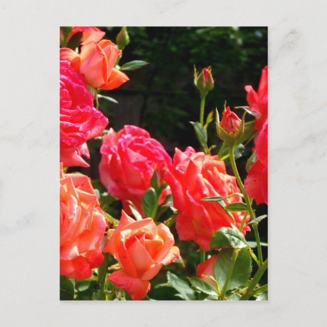 Romantic Coral roses Postcard (Front)