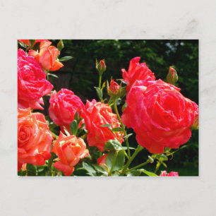 Romantic Coral roses Postcard