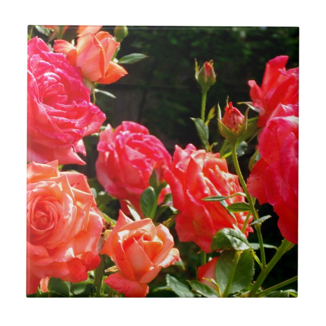Romantic Coral Roses Tile (Front)