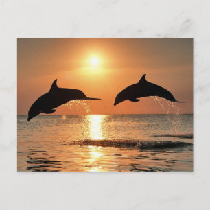 Romantic dolphins postcard