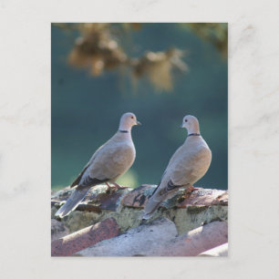 Romantic Doves Postcard
