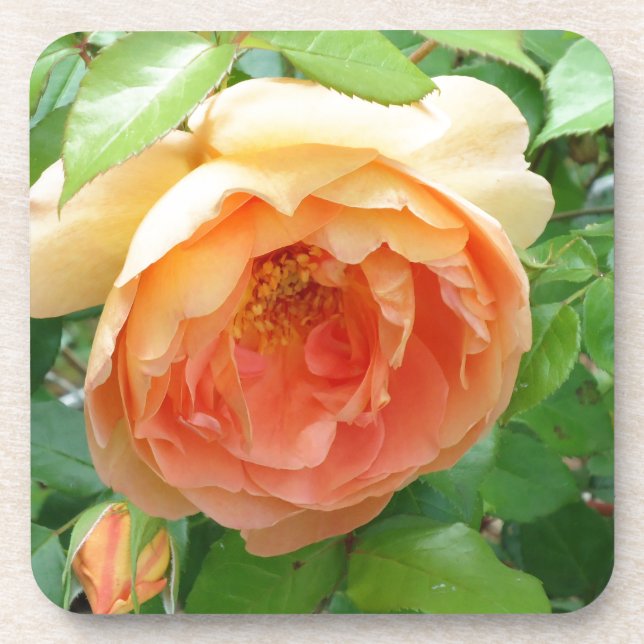 Romantic elegant  Orange Rose photo Coaster (Front)
