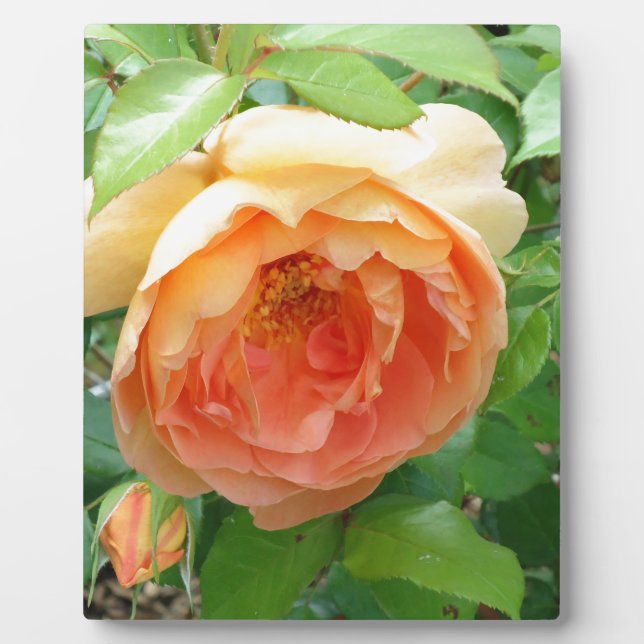 Romantic elegant  Orange Rose photo Plaque (Front)