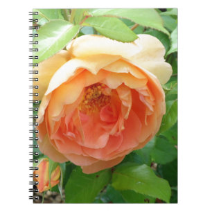 Romantic elegant  Orange Roses Notebook