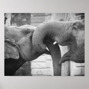 Romantic Elephants Photograph, Black and White Poster