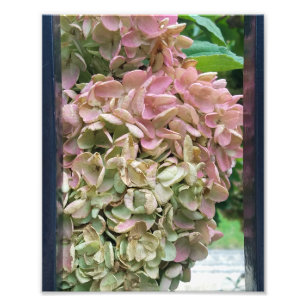 romantic garden hydrangea photo print