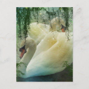 Romantic Lake Swimming White Swans Postcard